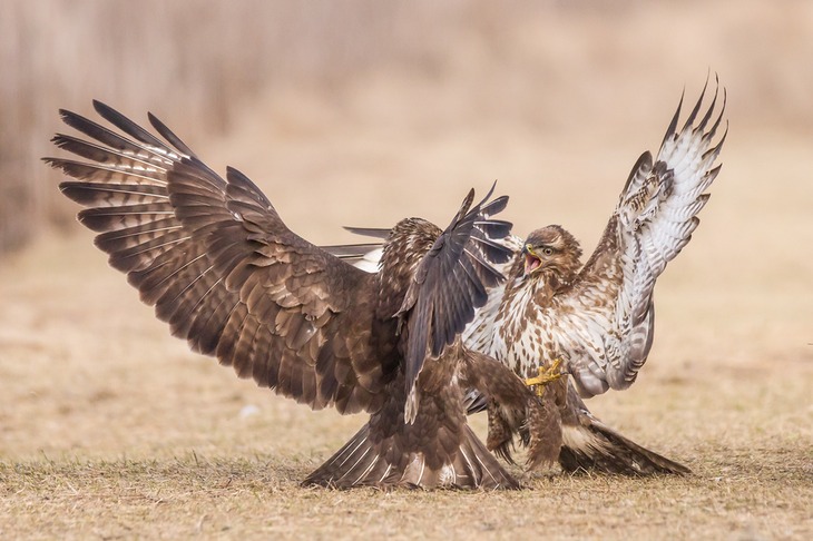 common buzzard