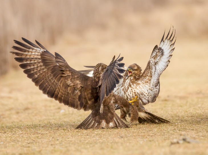 common buzzard