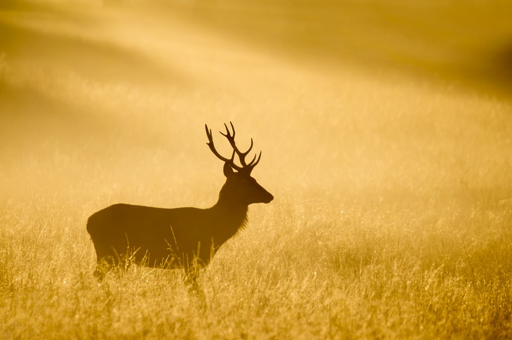 red deer