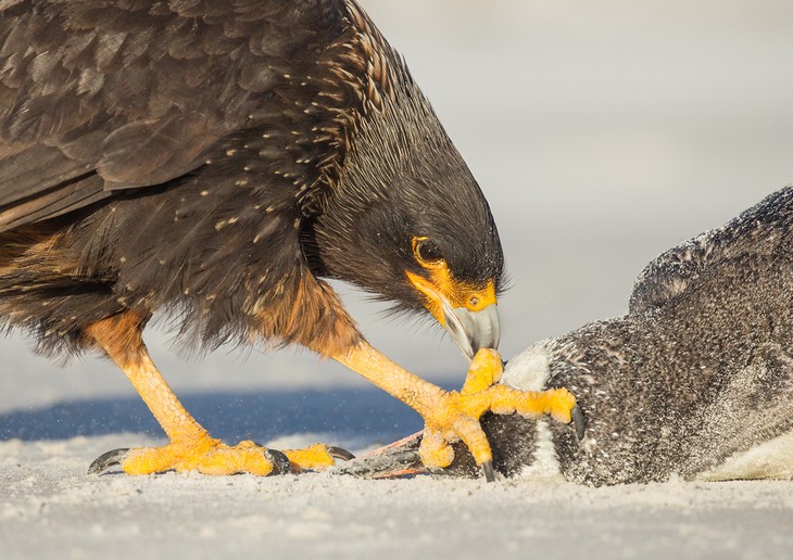 striated caracara