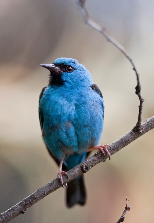 blue dacnis