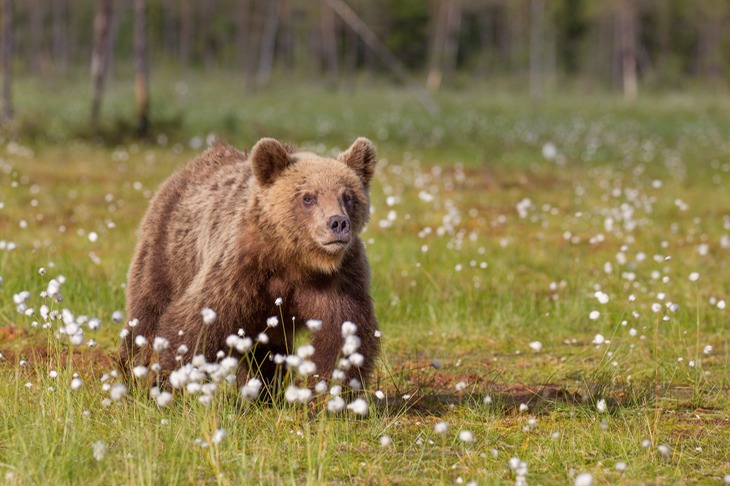 brown bear