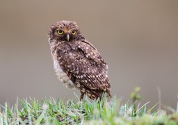 burrowing owl