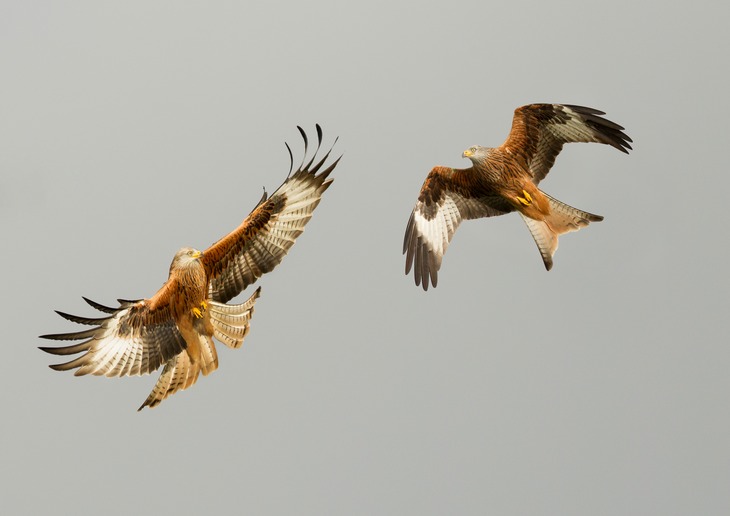 red kite