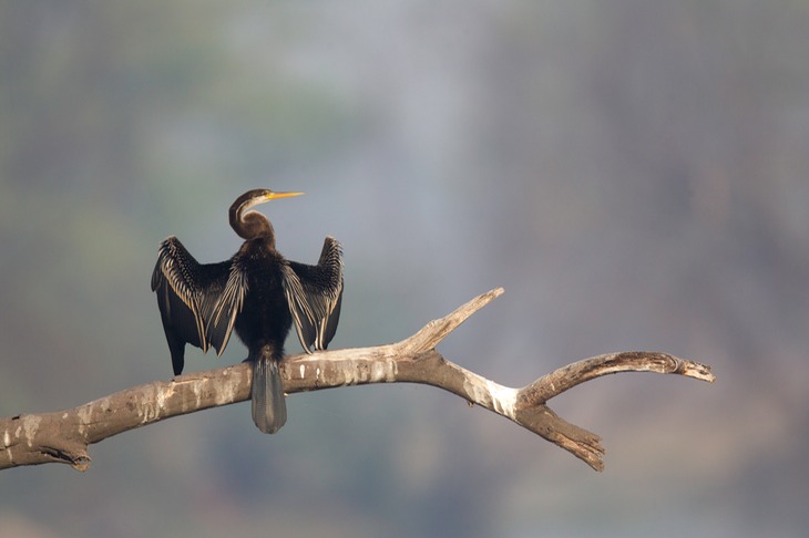 anhinga