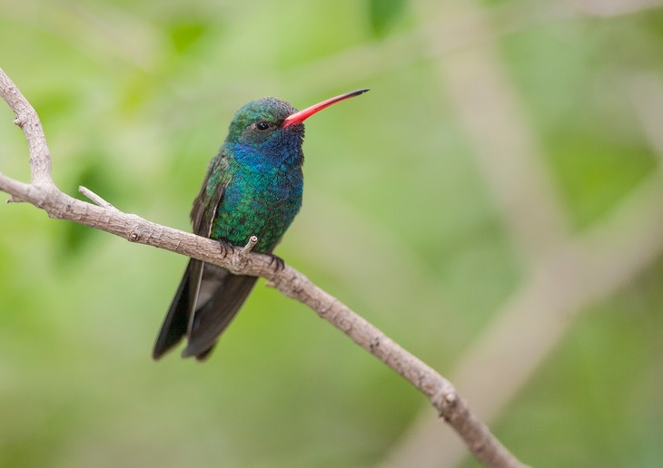 broad billed hummingbird