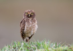 burrowing owl