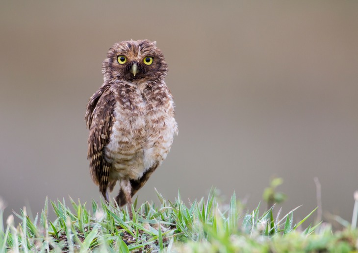 burrowing owl