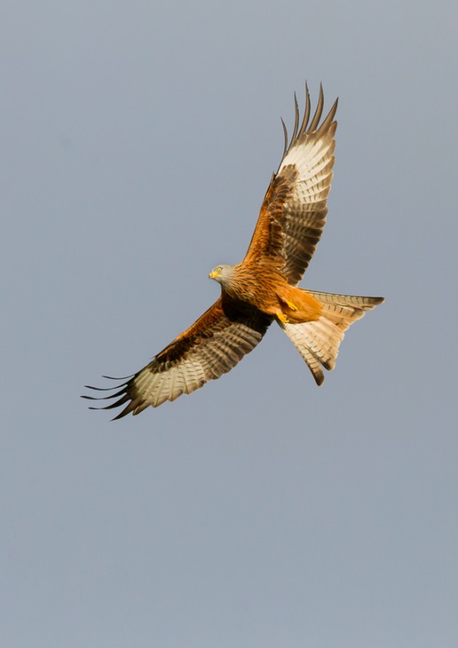 red kite