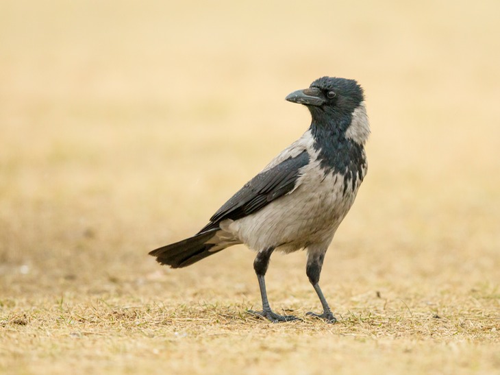 hooded crow