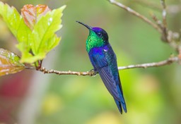 violet capped woodnymph