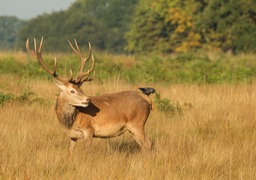 red deer