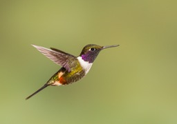 purple throated woodstar