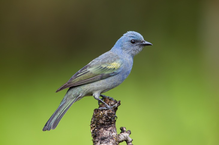 golden chevroned tanager