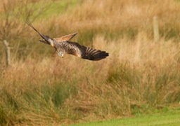 red kite