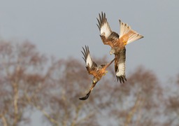 red kite