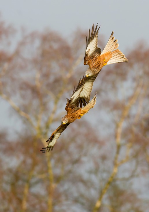 red kite