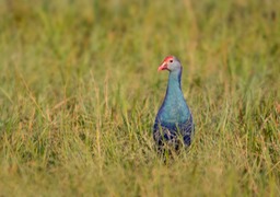 purple swamp hen