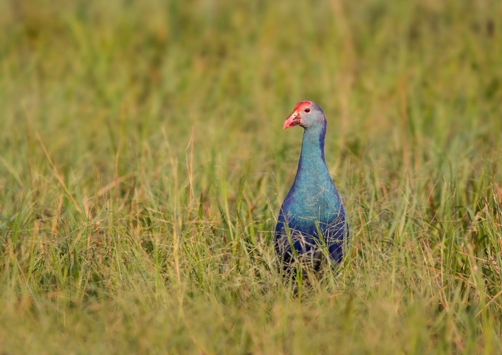 purple swamp hen