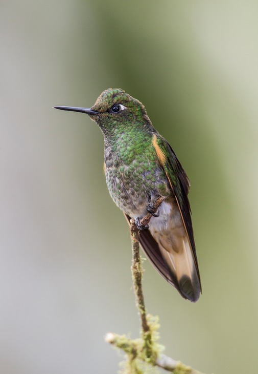 buff tailed coronet