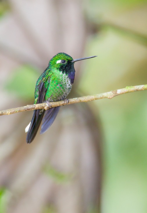 purple bibbed white tip