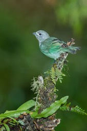 sayaca tanager