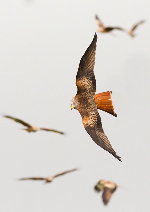 red kite