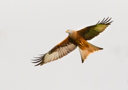 red kite