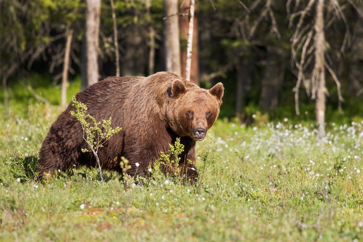 brown bear