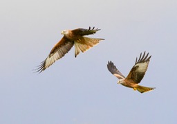 red kite