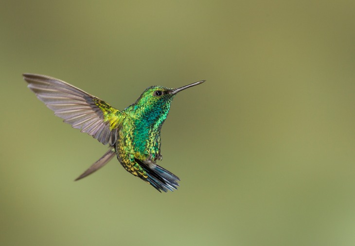 western emerald