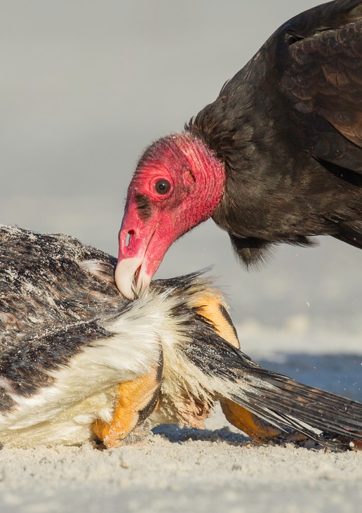 turkey vulture