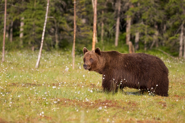 brown bear