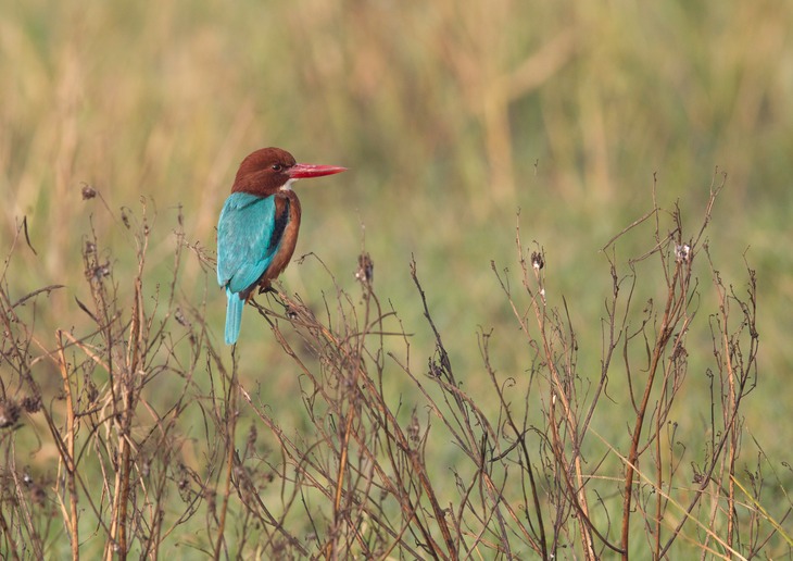 white throated kingfisher