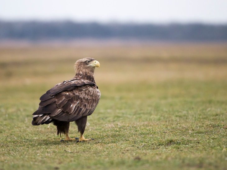 white tailed eagle