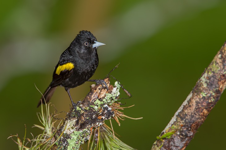 golden winged cacique