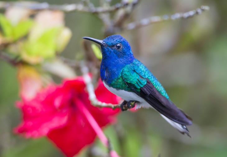 white necked jacobin