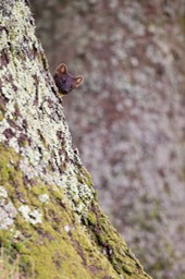 pine marten