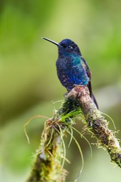 velvet purple coronet