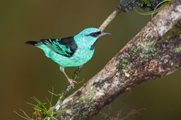 blue dacnis