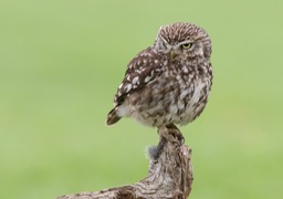 little owl