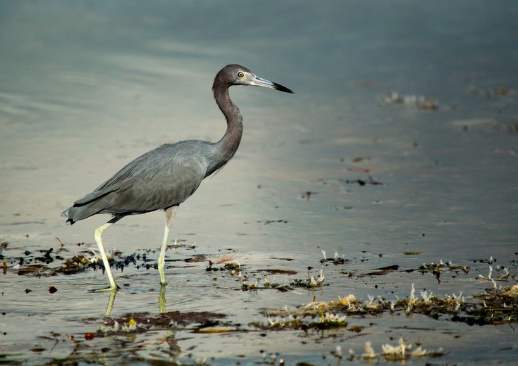 louisiana heron