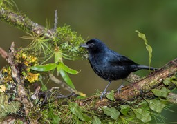 ruby crowned tanager