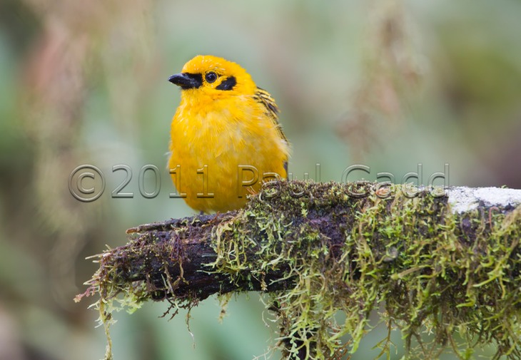 golden tanager