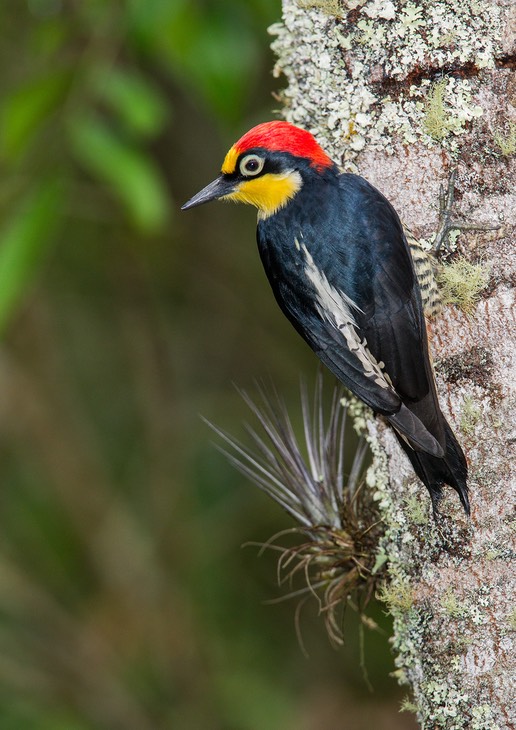 yellow fronted woodpecker