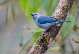 blue grey tanager