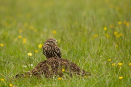 little owl