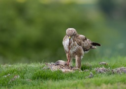 common buzzard