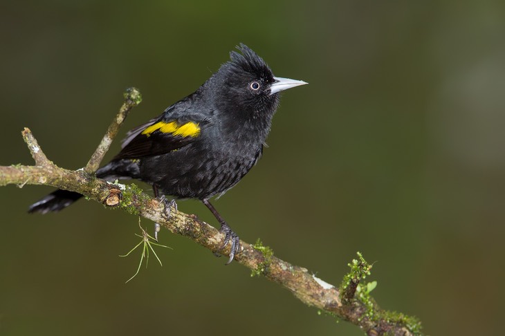 golden winged cacique