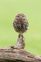 little owl